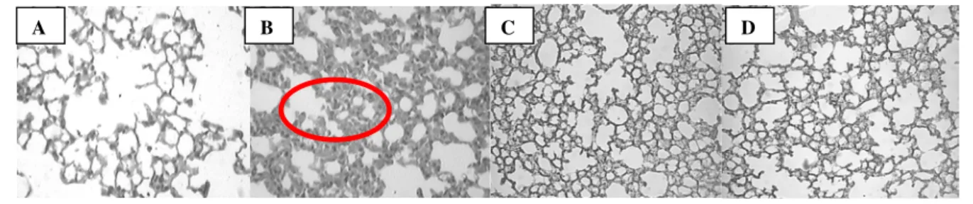 Figure 1 - Comparative analysis of mouse lung sections in the early phase (4 h) of the inflammatory  response induced by carrageenan (Cg 1%/cav.) A– Saline-treated animals