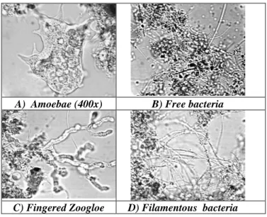Figure 2 - Microscopic analyses to detect floc formation problems in operation phases 
