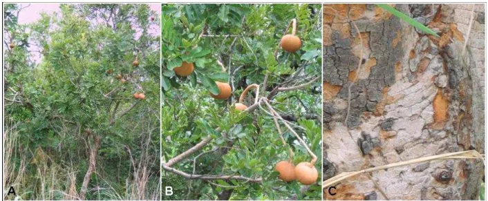 Figure 1 - Magonia pubescens: tree in its the natural Cerrado biome (A); branches, leaves and fruit (B); 
