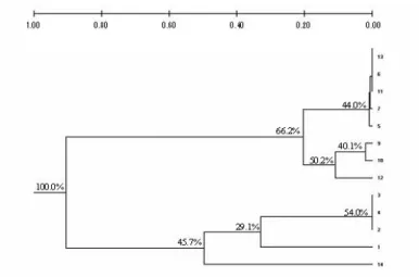 Figure 2 - Dendrogram using Nei’s (1978) genetic distances based on six isozymic loci and the  UPGMA method, for the clustering of 14 Oryza glumaepatula populations, as  described on Table 1