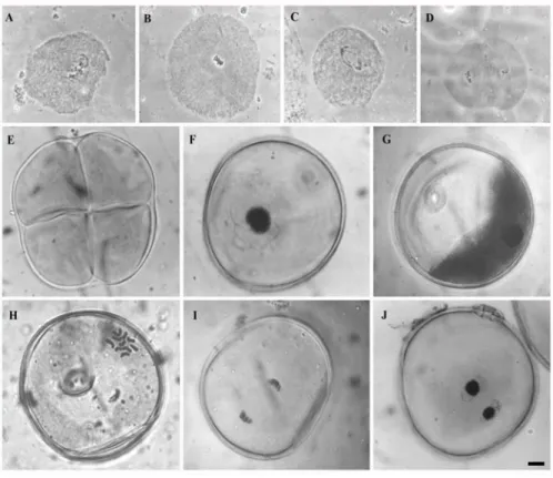 Figure 1 - Pollen grain development in maize: microsporogenesis (A-E) and microgametogenesis    (F-J)