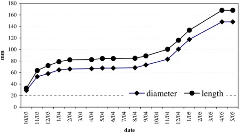 Figure  2  -  Growth  curve  of  the  pine  cones  of  Araucaria  angustifolia,  in  the  2003  and  2005,  Curitiba – PR