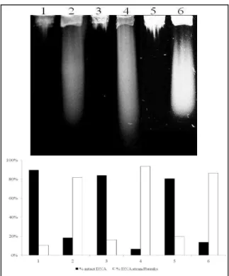 Figure 1 - Alkaline gel electrophoresis of E. coli with different DNA repair capacities treated with  25 µg/ml SnCl 2 