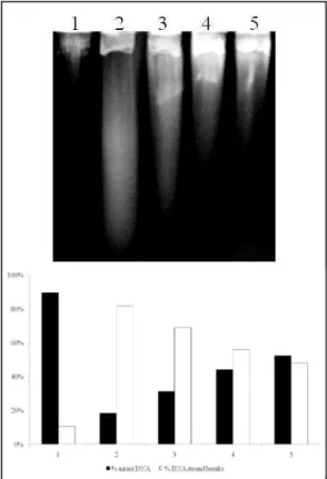 Figure 2 - Repair of SnCl 2 -induced lesions in E. coli AB1157 by alkaline gel electrophoresis
