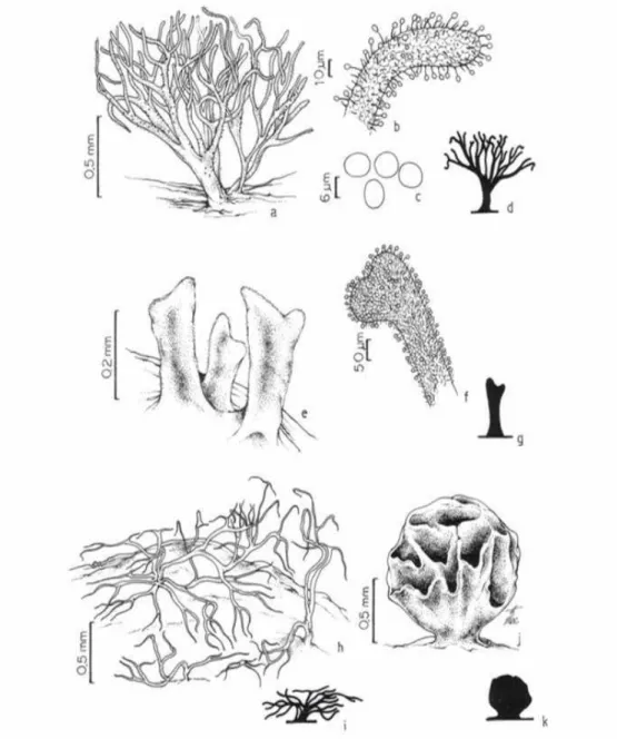 Figure 2 - Ceratiomyxa fruticulosa (O. F. Mull.) T. Macbr. a – Sporophores of var. arbuscula (Berk