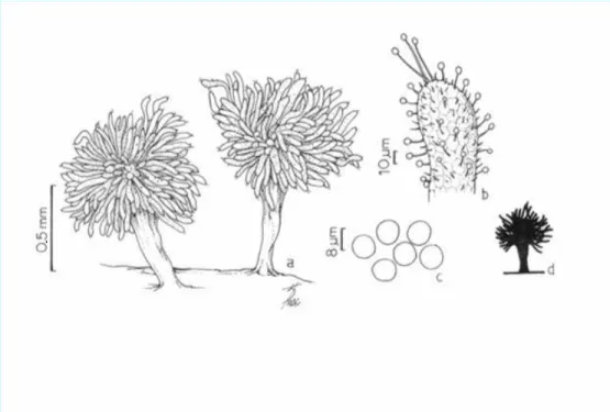 Figure 4 - Ceratiomyxa sphaerosperma Boedijn. a – Sporophores; b – Tip of branch with long  fingerlike stalks; c – Spores; d – Sporophore silhouette .