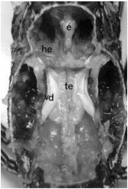 Figure 1 - Dorsal view of cephalothorax showing the localization of reproductive tract: stomach  (e), hepatopancreas (he), testes (te) and vas deferens (vd)