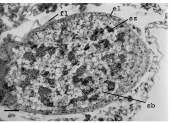 Figure 8 - Photomicrograph of interfollicular collecting duct showing fibrous layer (fl), epithelial  layer (el), spermatozoa (sz) and spherical bodies (sb) (Scale bar: 1µm)