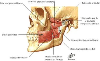 Fig. 1: Vista lateral dos músculos faciais  29