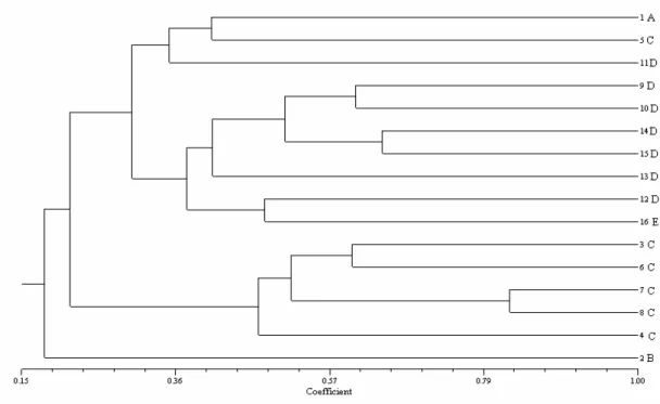 Figure 2 - Clustering (UPGMA) of 16 maize inbred lines based on SSR data. 