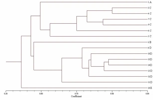 Figure 3 - Clustering (UPGMA) of 16 maize inbred lines based on RAPD and microsatellite data