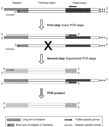 Figure  1  -  Amplification  scheme  of  PCR-walking  method  for  identification  of  T-DNA  flanking  sequences