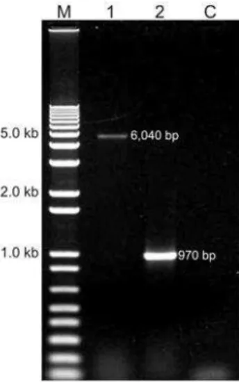 Figure  3  -  Amplification  of  the  region  between  splicing  coactivator  gene  and  F-actin  gene  in  Aspergillus carbonarius wild type and mutant