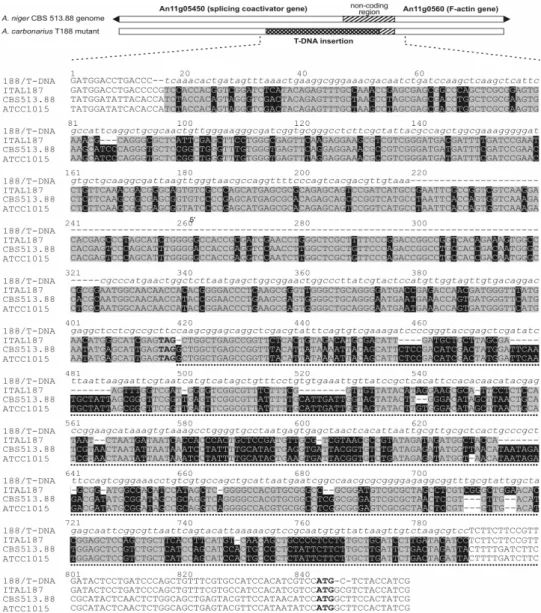 Figure  4  -  Alignment  of  the  nucleotide  sequences  of Aspergillus  niger  (CBS  513.88  and  ATCC  1015 strains), A