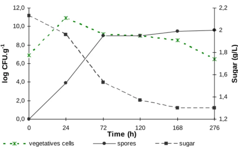 Figure 6 - Bacillus atrophaeus kinetics' spores production by SSF in Erlenmeyer flasks