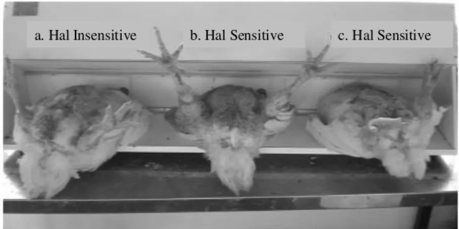 Figure 2 - Broiler leg rigidity sensitivity to 3.0% halothane gas: a) HAL- (Hal insensitive), b and  c) HAL+ (Hal sensitive )