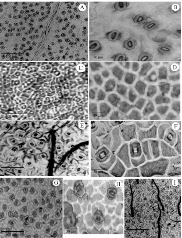 Figure 1 - Leaf surface characters: Aiouea saligna - A) Stomata visibility (100x); B) Cells with no  apparent  contour
