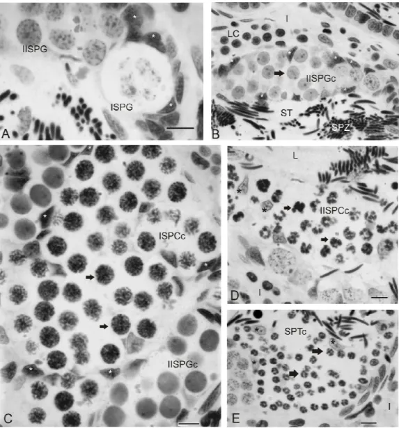 Figure 2 - A-E, Light micrographs of cross section of testis of L. catesbeianus bred in captivity,  stained  with  toluidine  blue  -  A-E,  asteriscs  indicate  the  Sertoli  cell  surrounding  the  cysts.-B-E,  the  arrows  indicate  secondary  spermatog