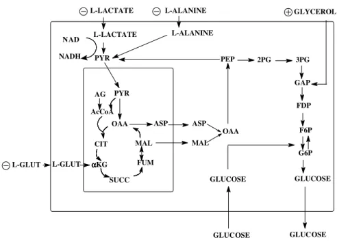 Figure  2  -  Gluconeogenesis  in  the  hepatocyte.  Plasma  membrane  is  represented  by  the  greatest  rectangle  and  mitochondria  by  the  smallest  rectangle