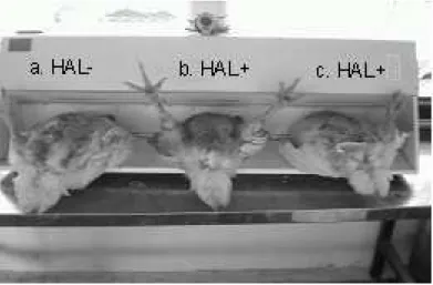 Figure 1 - Broiler leg rigidity as a response to sensitivity to 3.0% halothane gas: a) non-responder,  HAL-, b) and c) responder, HAL+