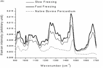 Figure 4 - Raman spectrum of freeze-dried native bovine pericardium under two different freezing  rates