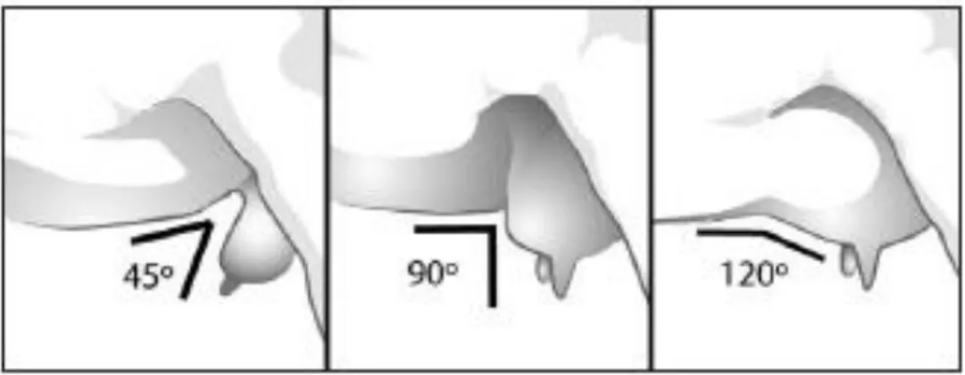 Figura 17: Colocação das patas, vista posterior. Fonte: Sánchez  et al, (2009).