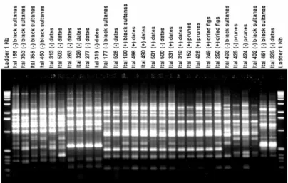 Figure 1 - Amplification of polymorphic DNA of 29 isolates de Aspergillus niger aggregate using  the  10-mer  OPX-7  primer