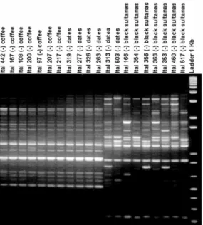 Figure  4  -  RAPD  profiles  from  20  isolates  of  Aspergillus  tubingensis  using  the  10-mer  primer  OPX-7