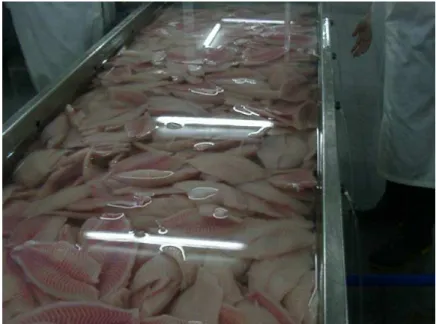 Figure 3 – Tilapia fillets washing with ozonized water. 