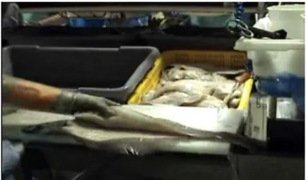 Figure 4 – Halibut filleting process washed with ozonized water (Pacific Seafood Group) 