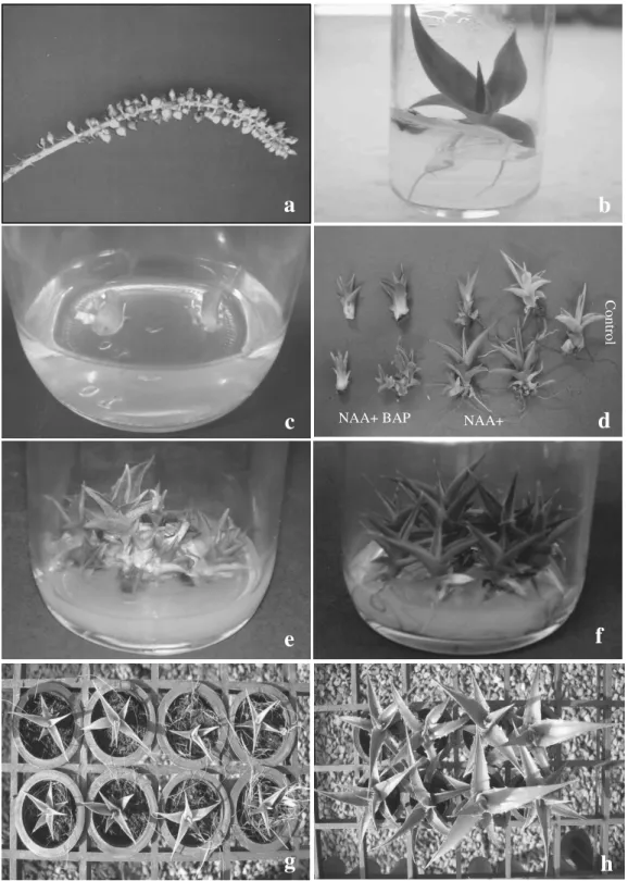 Figure  3  -  Stages  of  germination,  micropropagation  and  acclimatization  of  caroá  [N
