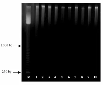 Figure 1 - Genomic DNA extracted from frozen leaves of C. langsdorffii (1-2), H. courbaril (3-4),  E