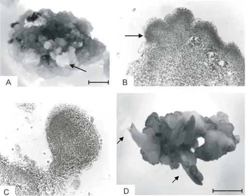 Figure  1  -  Somatic  embryogenesis  and  plant  regeneration  in  yacón  (Smallanthus  sonchifolius)