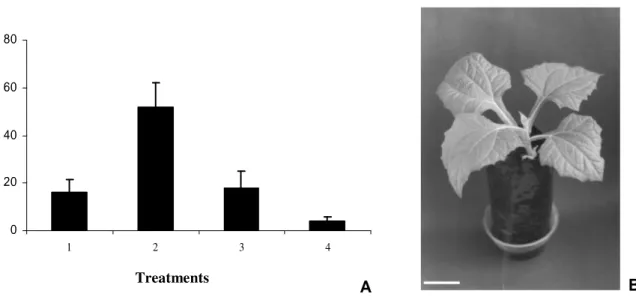 Figure 2 - (A) Conversion of somatic embryos of yacón (Smallanthus sonchifolius) on hormone-free  MS medium supplemented with 2 g.L -1 activated charcoal
