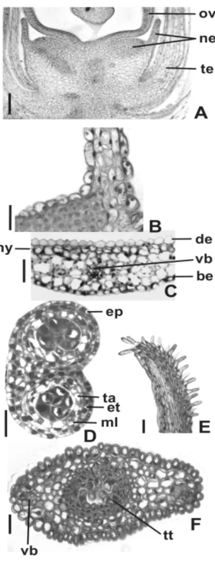 Figure 2 - Flower structure of Chamissoa altissima. A – Flower in longitudinal section