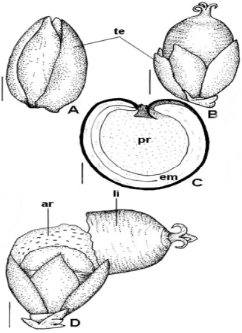 Figure  3  –  Fruit  and  seed  morphology  of  Chamissoa  altissima.  A,  B  –  Young  fruits