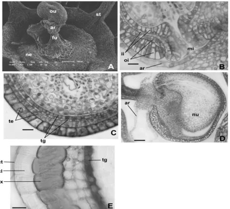 Figure  5  -  Ovule  and  seed  structure  of  Chamissoa  altissima.  A  –  Scanning  electron  micrographs  showing ovule and nectary