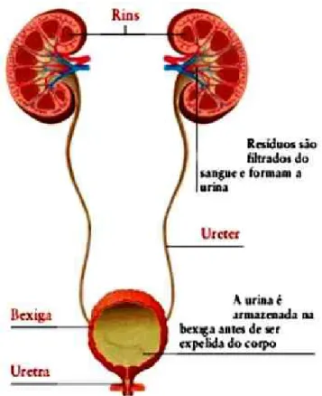 Figura 1. Representação do trato urinário, extraída do site http://www.webciencia.com 
