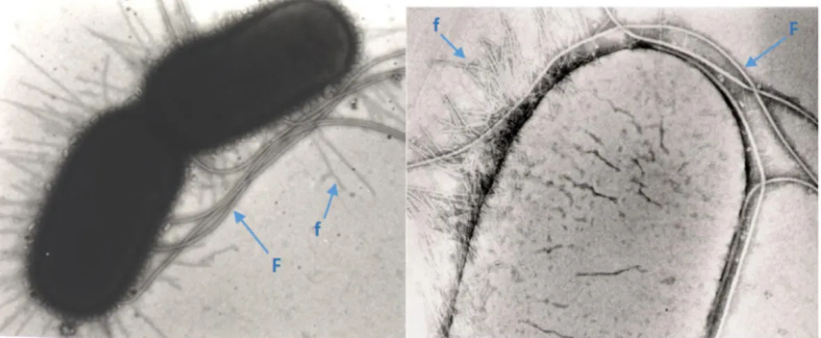 Figura 3. E. coli exibindo flagelos (F) e fimbrias (f). Imagem cedida por Prof. Dr. J