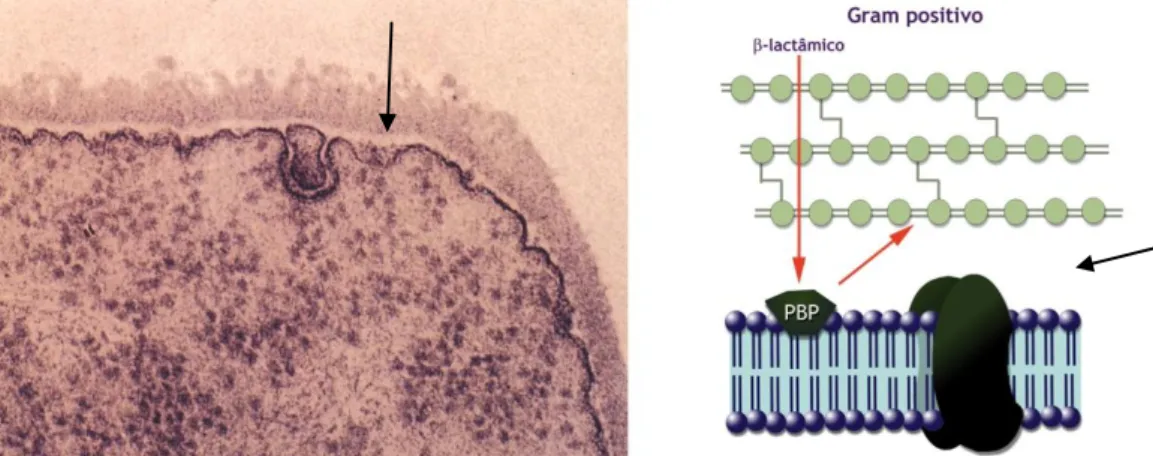 Figura 10. PC de bactéria de Gram positivo constituída por uma monocamada espessa,  predominantemente constituída por peptidoglicano, justaposta à MC