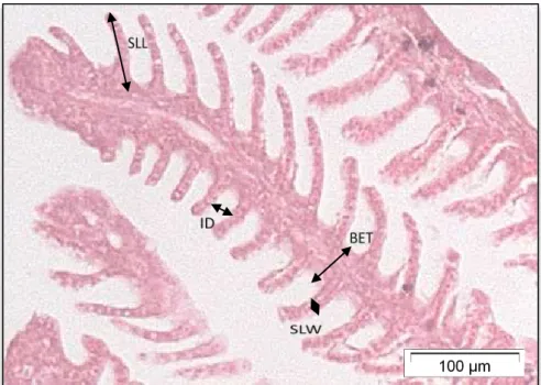 Figura 1 -  Secção de filamentos brânquiais de Gambusia holbrooki  onde se pode  observar as medições quantitativas das brânquias (SLL: comprimento da lamela  secundária; SLW: espessura da lamela secundária; ID: distância  entre lamelas  secundárias;    BE