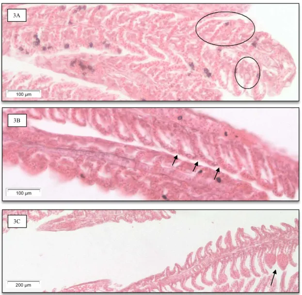 Figura 3 - Secção de filamentos brânquiais de Gambusia holbrooki (3A: sinais de fusão  das lamelas secundárias associada a hiperplasia epitelial  –  círculos  -  na concentração  0,025 mg/l de  cloreto benzalcónio e  ao 4ºdia  de exposição; 3B:  fusão das 