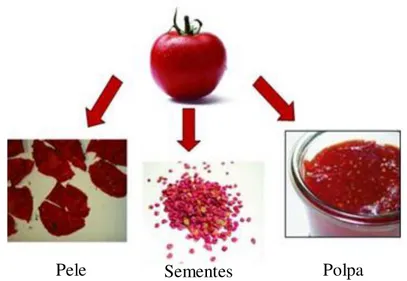 Figura 1 - Tomate e seus subprodutos (adaptado de Viuda-Martos et al., 2014).          
