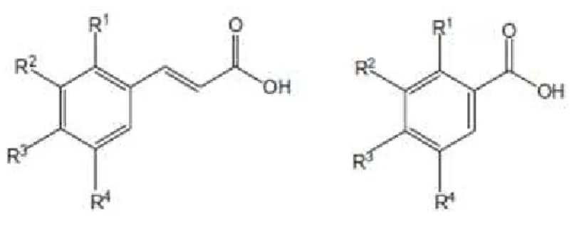 Figura 3 - Estrutura química genérica dos derivados do ácido cinâmico e do ácido benzóico,  respetivamente (adaptado de Heleno et al., 2015)