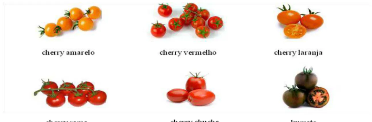 Figura 10 - Morfologia das variedades híbridas de tomate estudadas. 