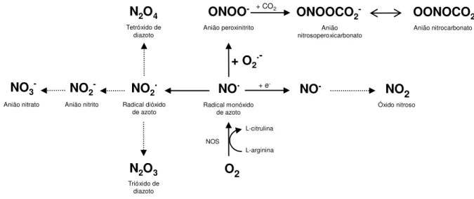 Figura 11- Formação de espécies reactivas de azoto (adaptado de Acworth et al, 1997) 