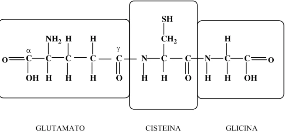 Figura 13- Estrutura da glutationa 