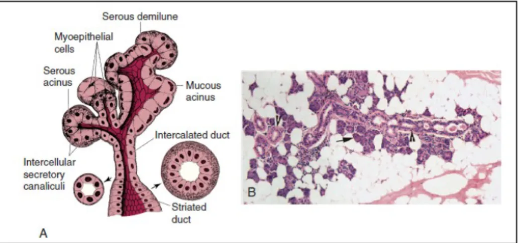 Fig. 2: A, Representação das unidades secretórias. B, secção histológica de uma glândula salivar normal