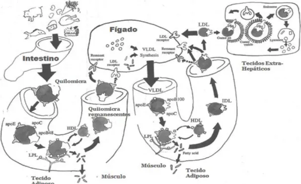 Figura 2. Resumo das principais vias envolvidas no metabolismo das lipoproteínas (adaptado Rensen et  al., 2001) 