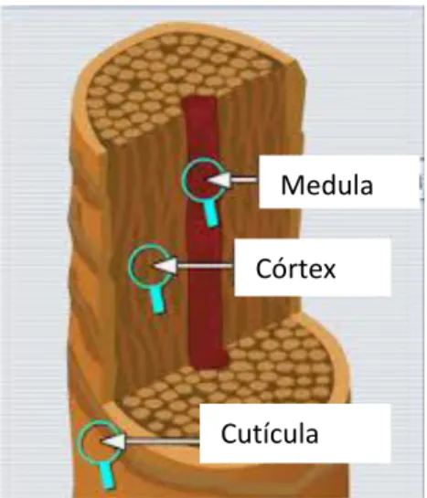 Figura 1. Estrutura da haste da fibra capilar. 